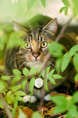 Tabby cat peering through leafy plants