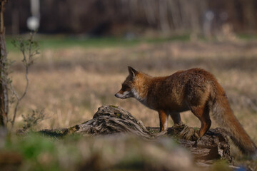 Uccellini e passeri in volo ,poiana picchio verde