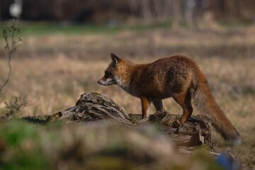 Uccellini e passeri in volo ,poiana picchio verde