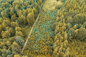Unpaved trail in forest and farmland area