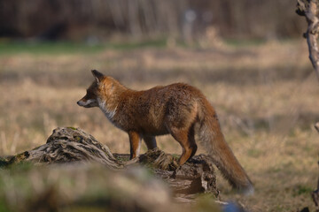 Uccellini e passeri in volo ,poiana picchio verde