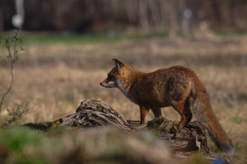 Uccellini e passeri in volo ,poiana picchio verde