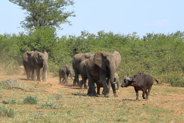 Afrikanischer Elefant und Kaffernbüffel / African elephant and African buffalo / Loxodonta africana et Syncerus caffer.