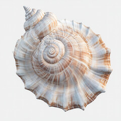 sea shell on white background