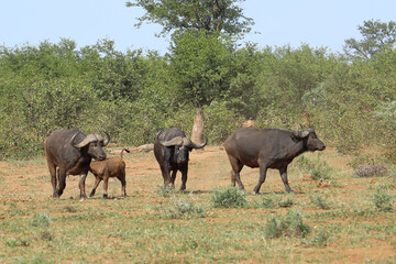 Naklejka premium Kaffernbüffel / African buffalo / Syncerus caffer.