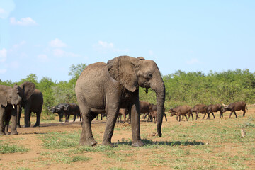 Fototapeta premium Afrikanischer Elefant und Kaffernbüffel / African elephant and African buffalo / Loxodonta africana et Syncerus caffer