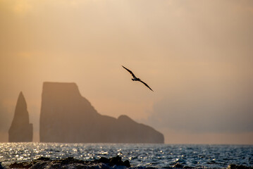 Galapagos sunset with soaring bird