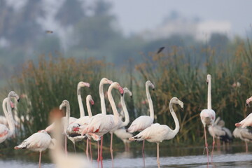 This breathtaking image captures a flamingo in its natural habitat at Bhigwan, Maharashtra, a...