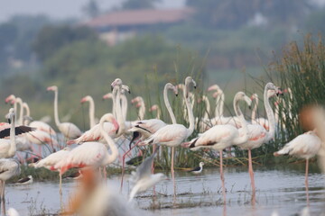 This breathtaking image captures a flamingo in its natural habitat at Bhigwan, Maharashtra, a...