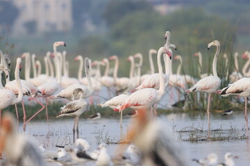 This breathtaking image captures a flamingo in its natural habitat at Bhigwan, Maharashtra, a...
