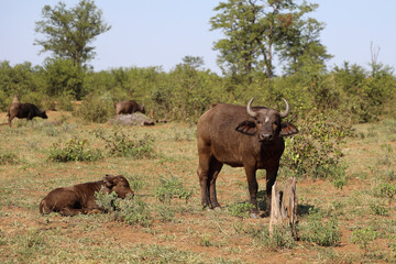 Kaffernbüffel / African buffalo / Syncerus caffer.
