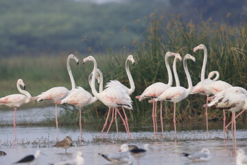 This breathtaking image captures a flamingo in its natural habitat at Bhigwan, Maharashtra, a renowned birdwatching destination. With its elegant long legs, curved neck, and striking pink feathers, th