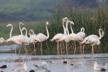 This breathtaking image captures a flamingo in its natural habitat at Bhigwan, Maharashtra, a...