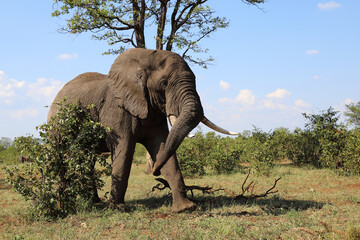 Afrikanischer Elefant / African elephant / Loxodonta africana
