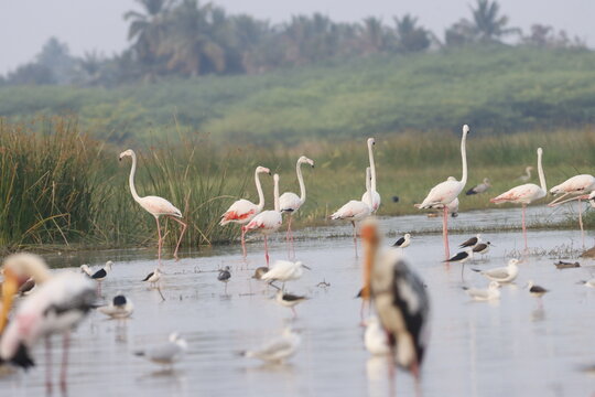 This breathtaking image captures a flamingo in its natural habitat at Bhigwan, Maharashtra, a renowned birdwatching destination. With its elegant long legs, curved neck, and striking pink feathers, th