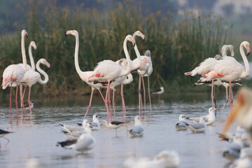 This breathtaking image captures a flamingo in its natural habitat at Bhigwan, Maharashtra, a renowned birdwatching destination. With its elegant long legs, curved neck, and striking pink feathers