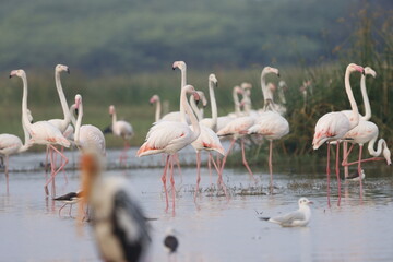 Fototapeta premium This breathtaking image captures a flamingo in its natural habitat at Bhigwan, Maharashtra, a renowned birdwatching destination. With its elegant long legs, curved neck, and striking pink feathers