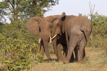 Fototapeta premium Afrikanischer Elefant / African elephant / Loxodonta africana