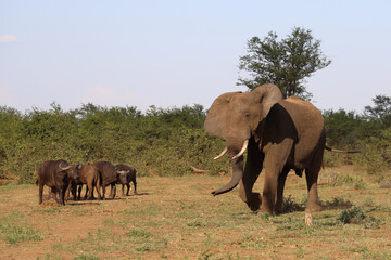 Afrikanischer Elefant und Kaffernbüffel / African elephant and African buffalo / Loxodonta africana et Syncerus caffer
