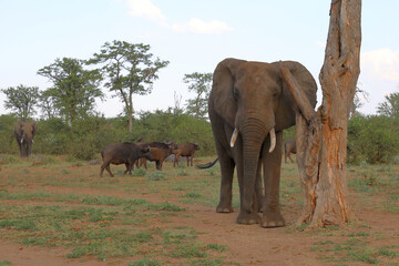 Fototapeta premium Afrikanischer Elefant / African elephant / Loxodonta africana