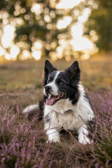 Vertical Portrait of Happy Border Collie Lying Down in Pink Heather Flowers. Cute Black and White Dog Smiles Outside in Meadow with Bokeh Background.