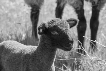 Lamb in field