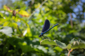 Shallow Depth of Field of Blue Insect on Green Leaf in Albania. The Banded Demoiselle (Calopteryx Splendens) is a Species of Damselfly belonging to the family Calopterygidae.