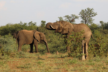 Fototapeta premium Afrikanischer Elefant / African elephant / Loxodonta africana