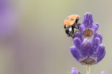 Ladybug on lavender flower