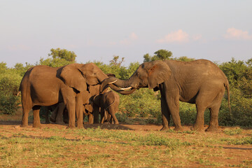 Fototapeta premium Afrikanischer Elefant / African elephant / Loxodonta africana