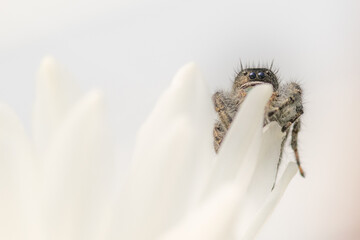 Jumping Spider on white flowers