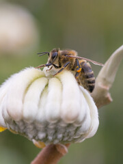 bee on a flower