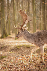 Vertical Side Portrait of European Fallow Deer in Forest Park. Furry Buck with Antlers in Czech Republic. Beautiful Animal in Europe.