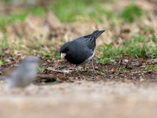Obraz premium Dark-eyed junco bird on ground with rocky sandy brown soil and grass