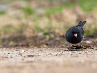 Dark-eyed junco bird on ground with rocky sandy brown soil and grass