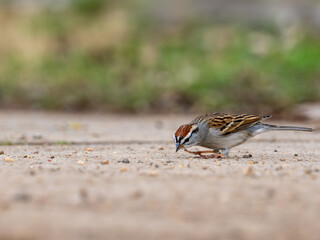 Chipping sparrow on brown rocky sandy ground with grass