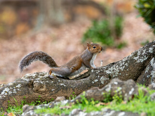 Eastern gray squirrel posing stretched on tree root