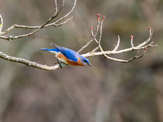 Eastern bluebird perched on small limb