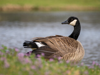 Canada goose close up with purple flowers in foreground and water in background
