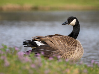 Canada goose close up with purple flowers in foreground and water in background