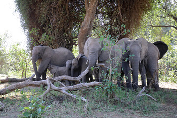 Afrikanischer Elefant / African elephant / Loxodonta africana