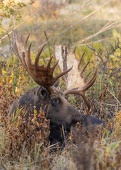 Bull Moose in Autumn in Grand Teton National Park Wyoming