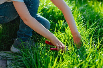 Boy cutting lawn in the garden with scissors on a summer day
