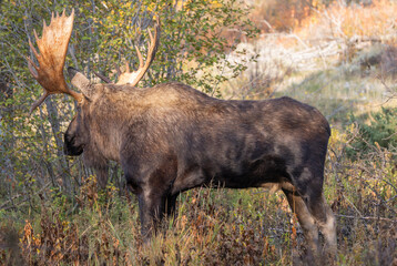 Bull Moose in Autumn in Grand Teton National Park Wyoming