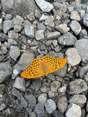 butterfly on the rocks