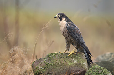 Peregrine Falcon ( Falco peregrinus )  close up