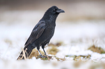 Raven bird ( Corvus corax ) close up