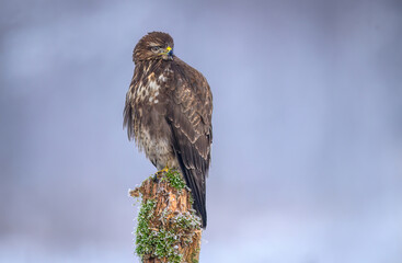 Common buzzard bird ( Buteo buteo )