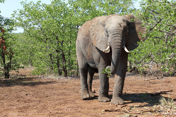 Fototapeta premium Afrikanischer Elefant / African elephant / Loxodonta africana