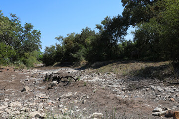 Afrikanischer Busch - Krügerpark - Silolweni River / African Bush - Kruger Park - Silolweni River /